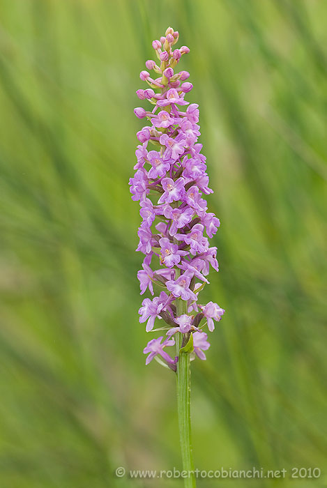 Gymnadenia conopsea